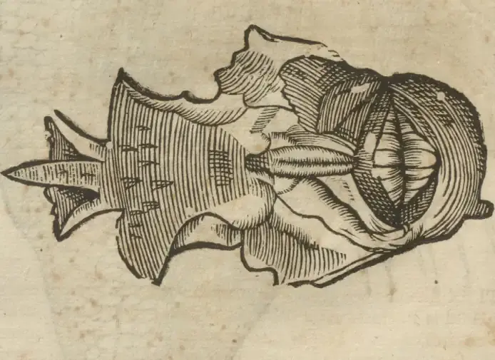 Illustration from page 58