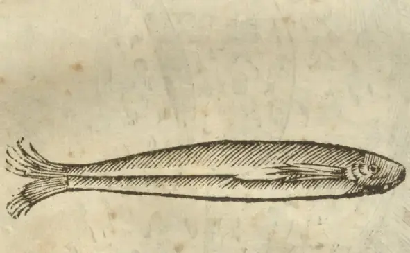 Illustration from page 59