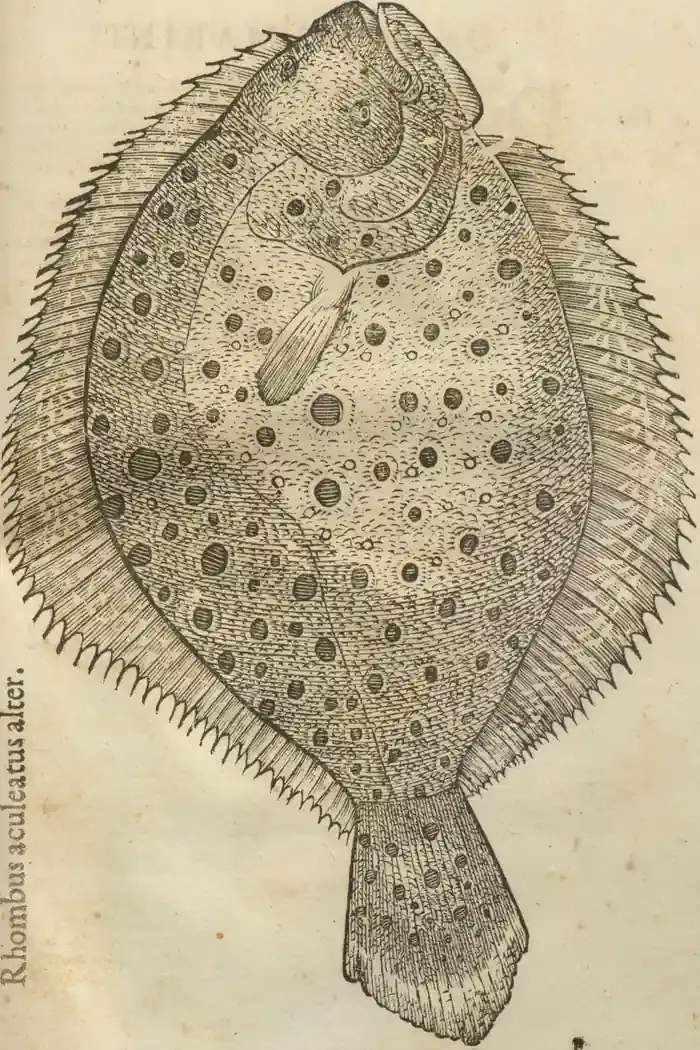 Illustration from page 61