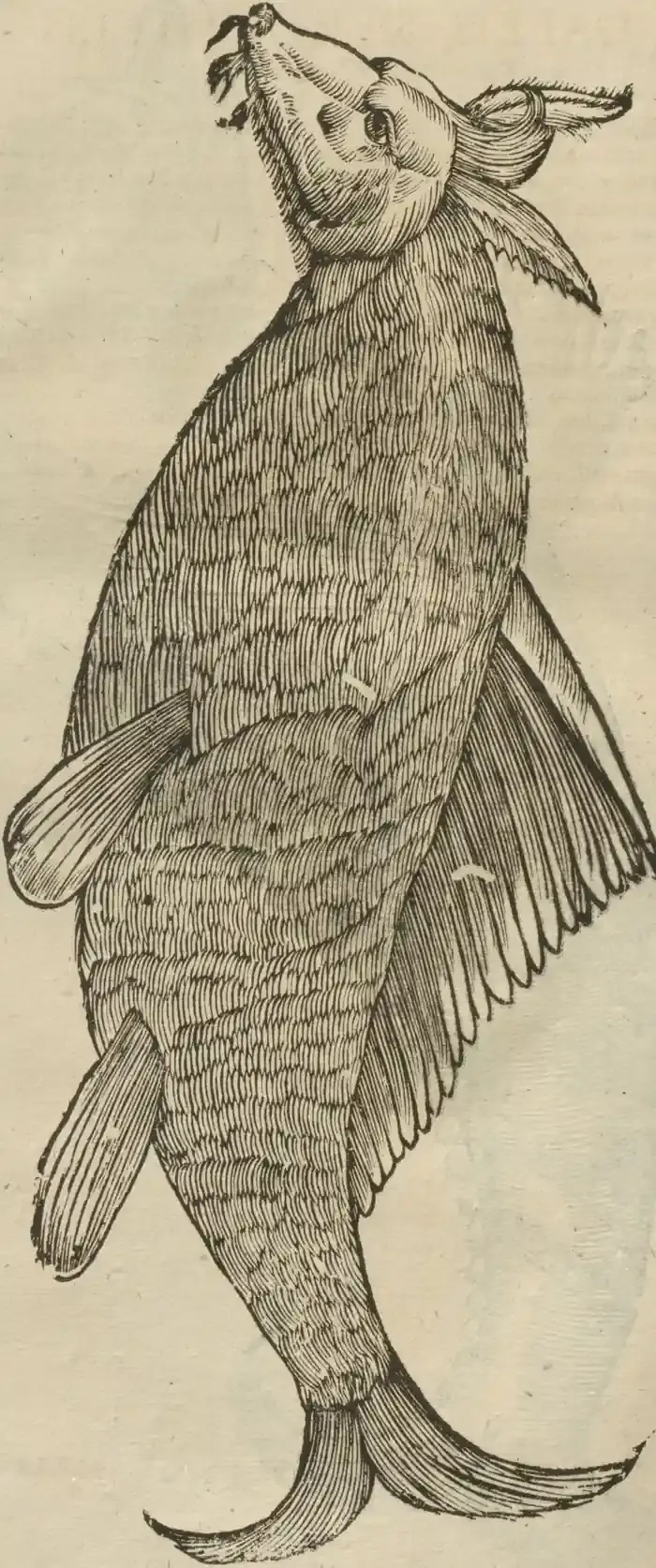 Illustration from page 64