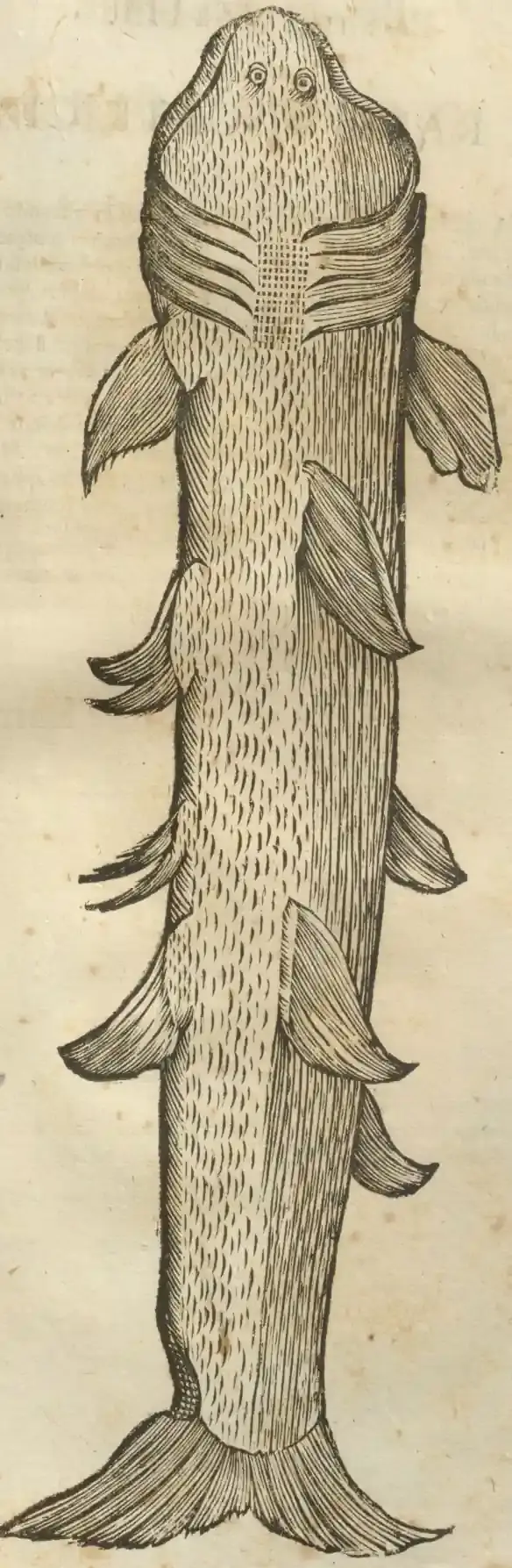 Illustration from page 71