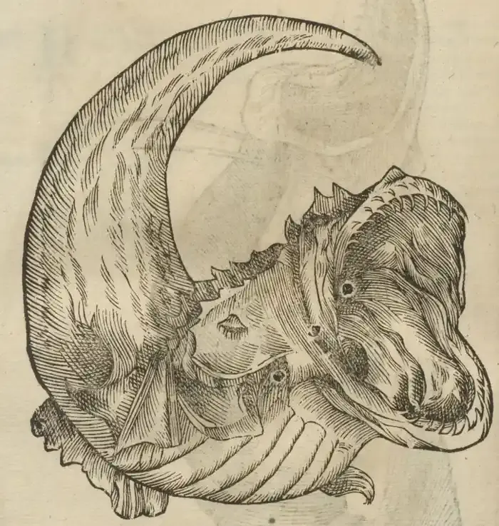 Illustration from page 74