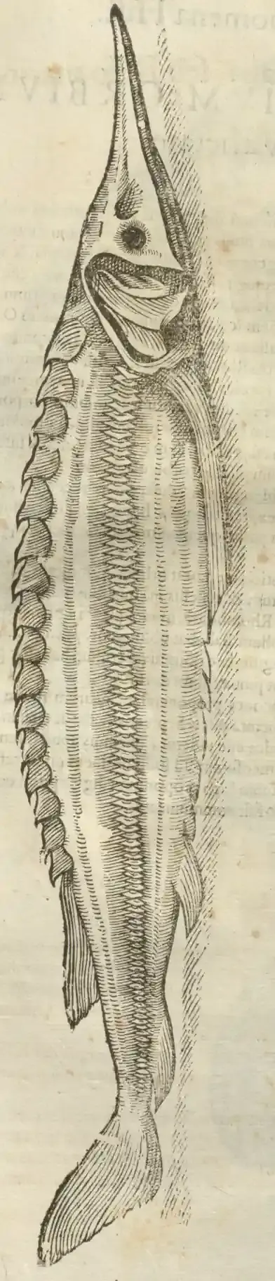 Illustration from page 100