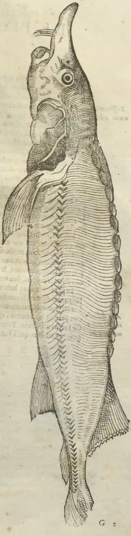 Illustration from page 100