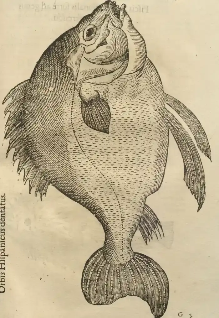 Illustration from page 77