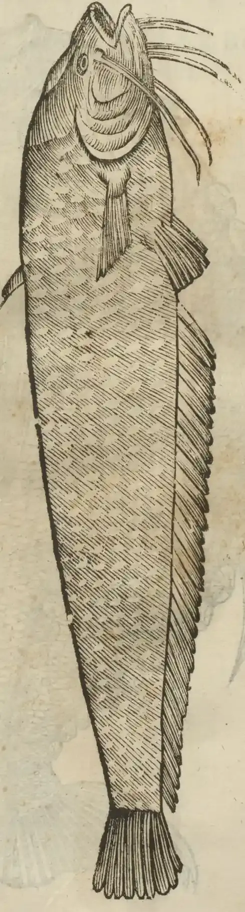 Illustration from page 84