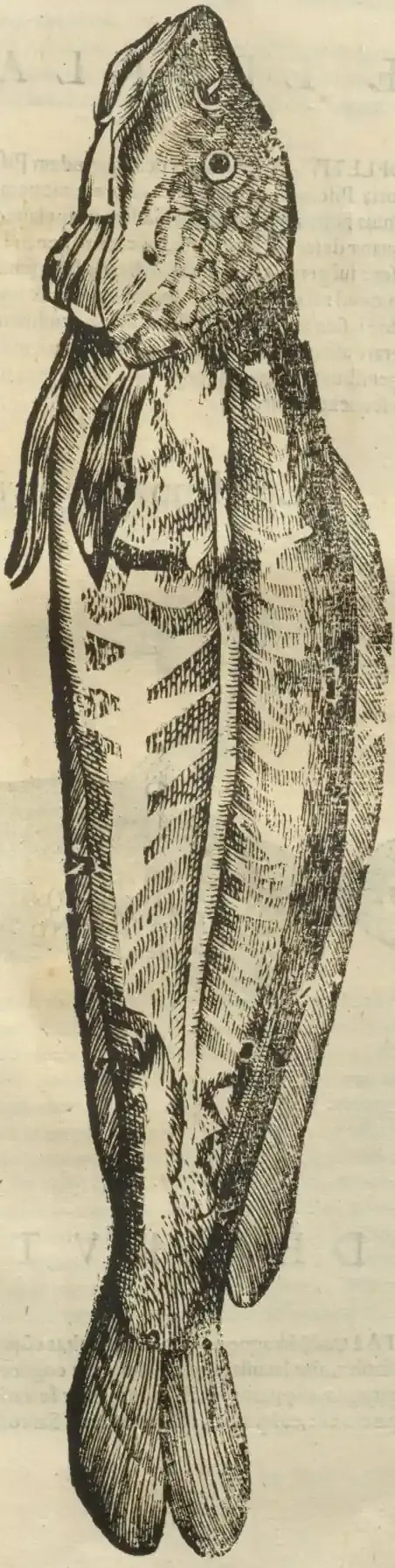 Illustration from page 85