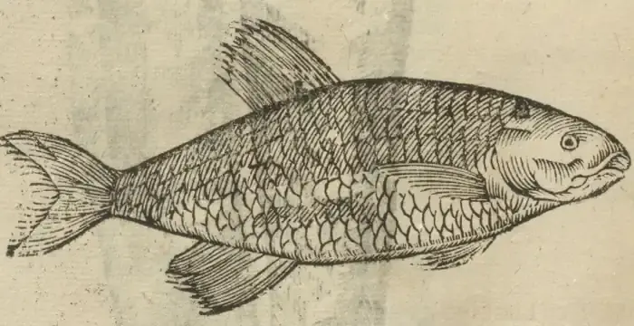 Illustration from page 86