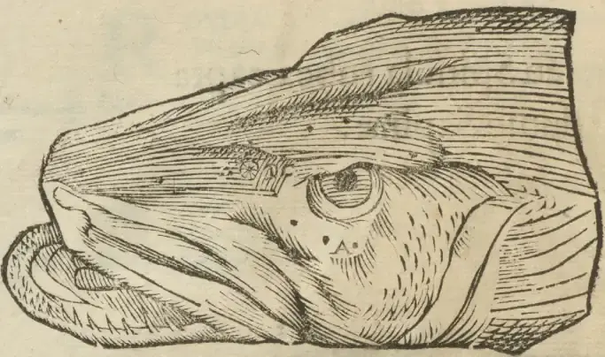 Illustration from page 88