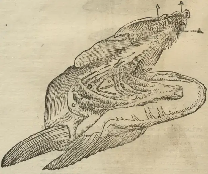 Illustration from page 88