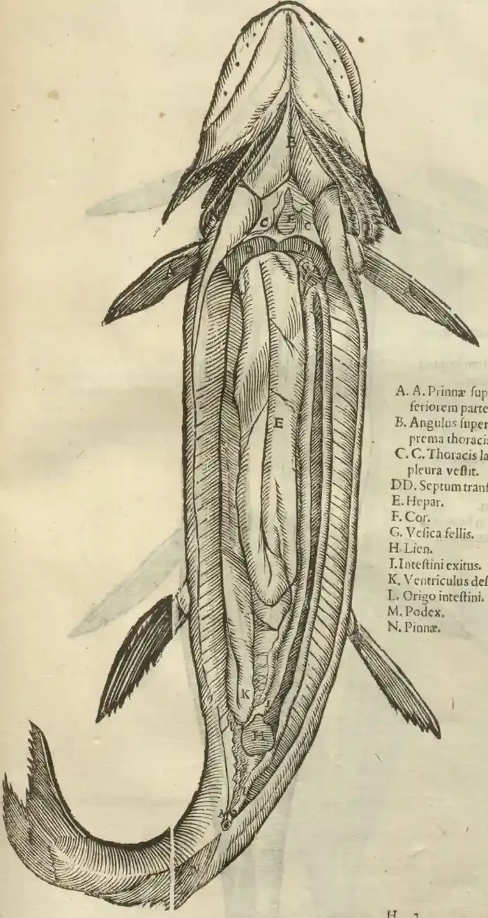Illustration from page 89