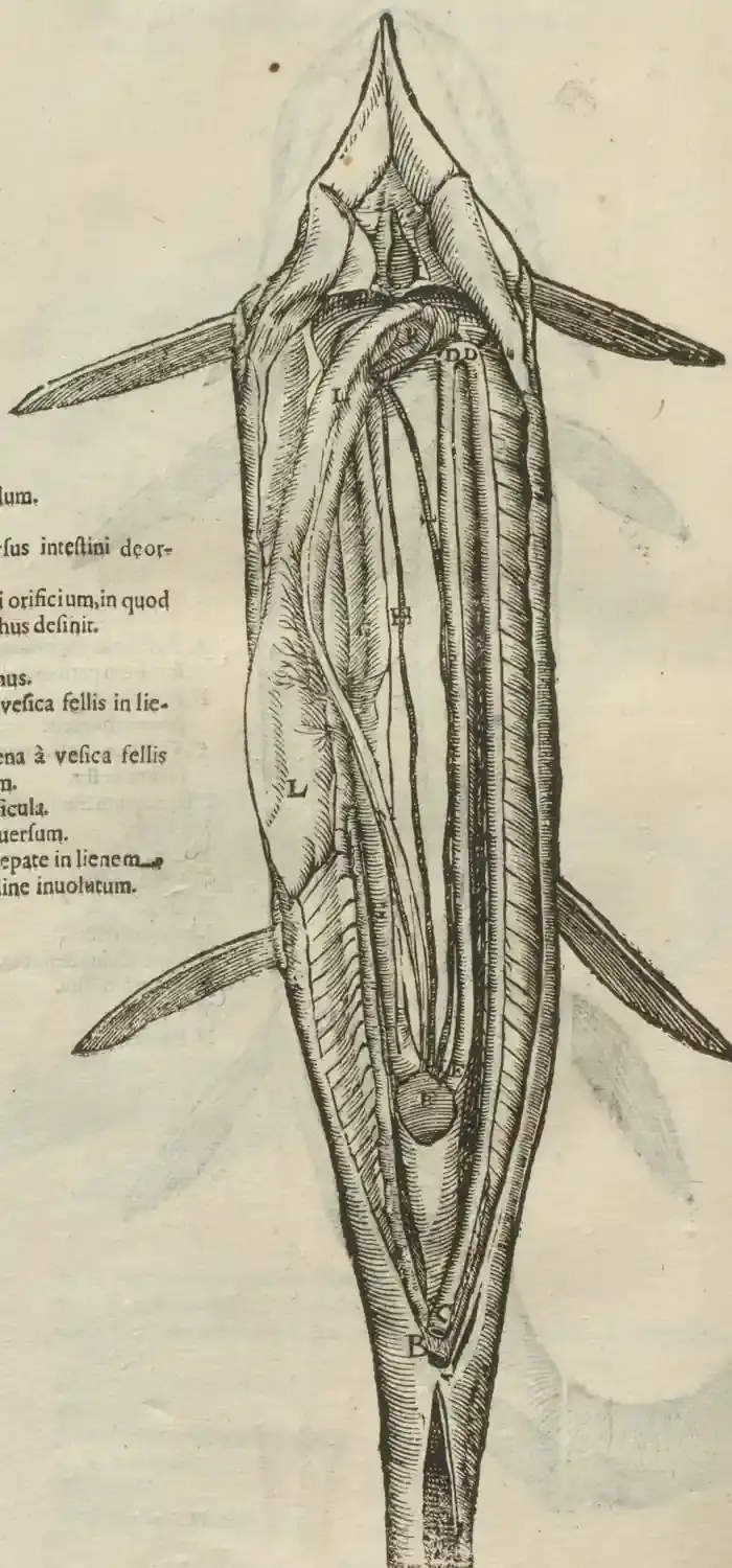 Illustration from page 90