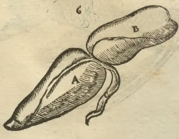 Illustration from page 93