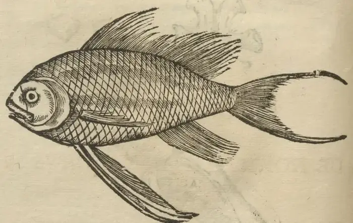 Illustration from page 94