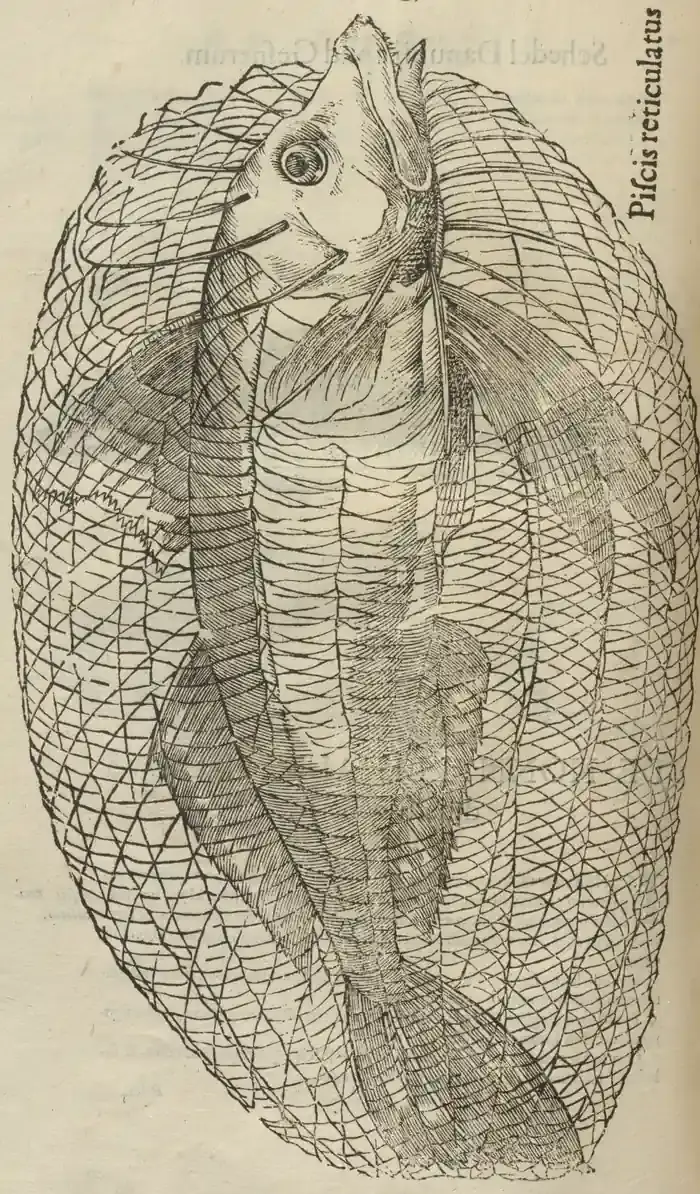 Illustration from page 96