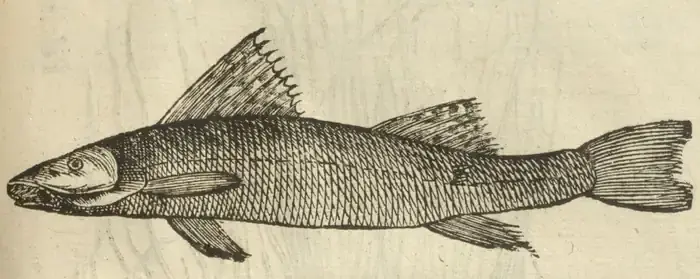 Illustration from page 97