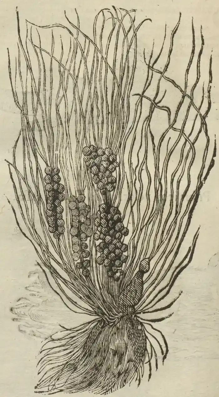 Illustration from page 98