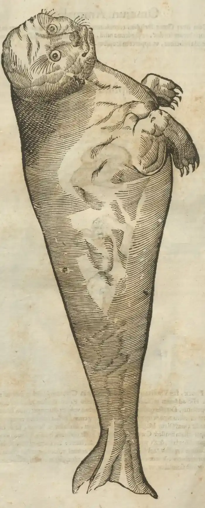 Illustration from page 104