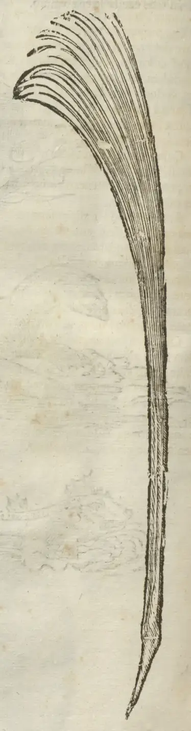 Illustration from page 110