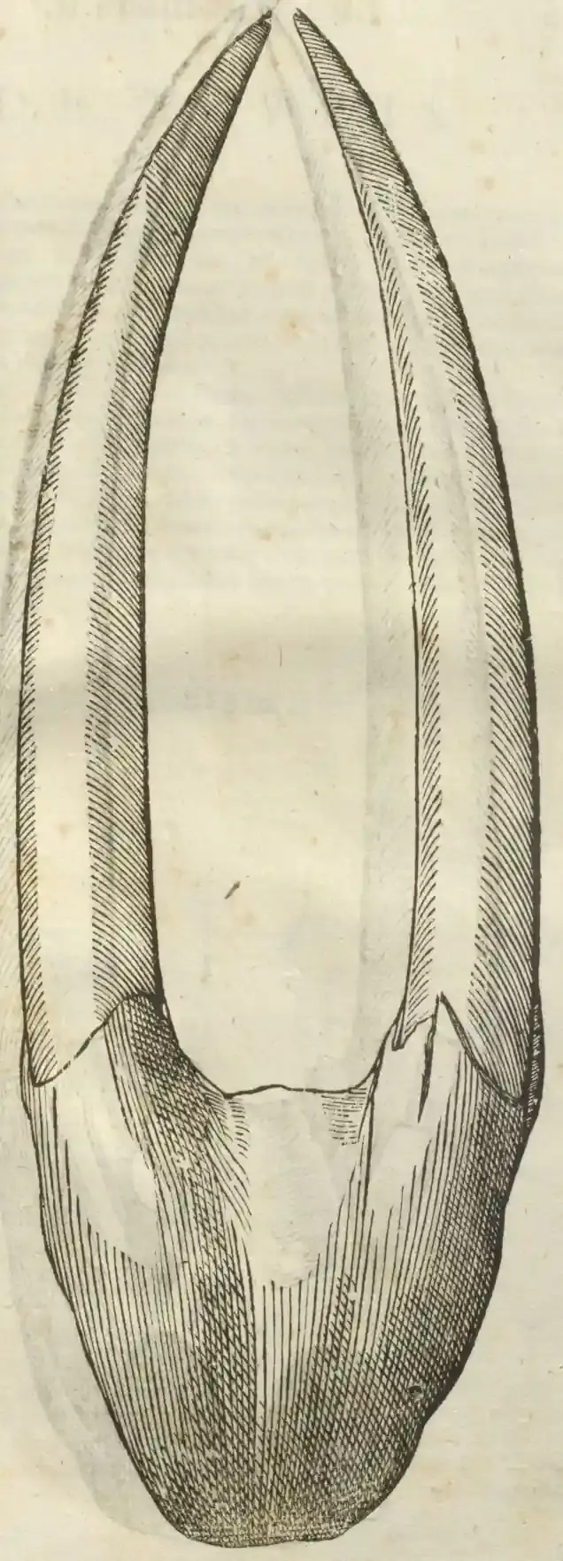 Illustration from page 117