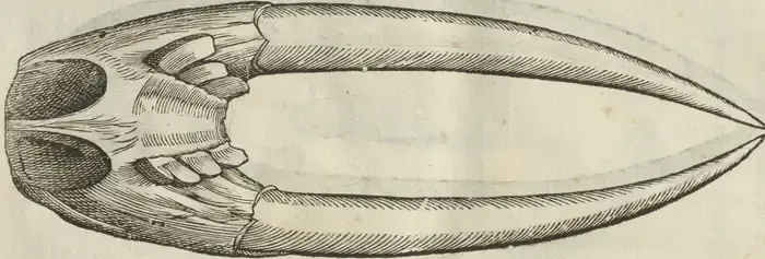 Illustration from page 811