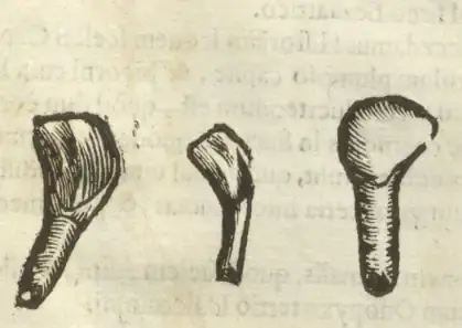 Illustration from page 119