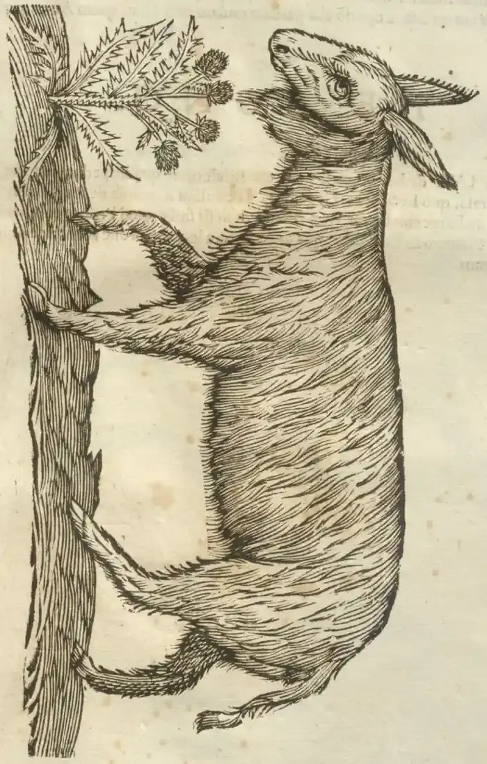 Illustration from page 123