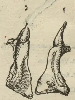 Illustration from page 126