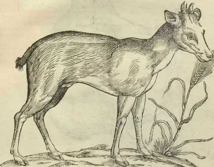 Illustration from page 127