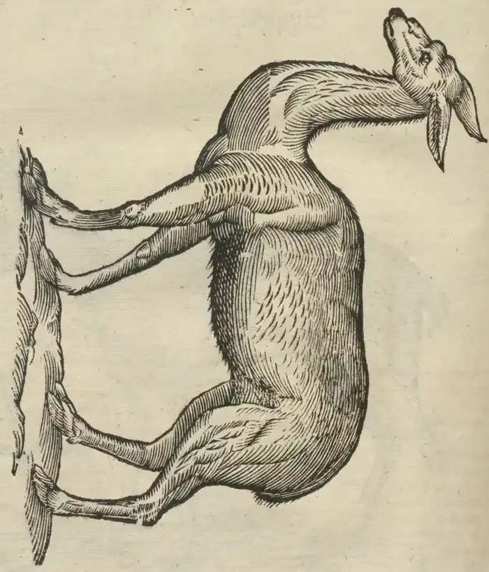 Illustration from page 128