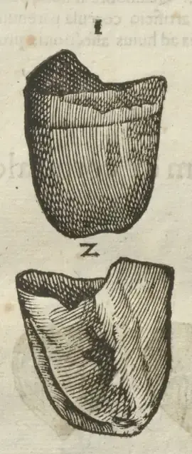 Illustration from page 130