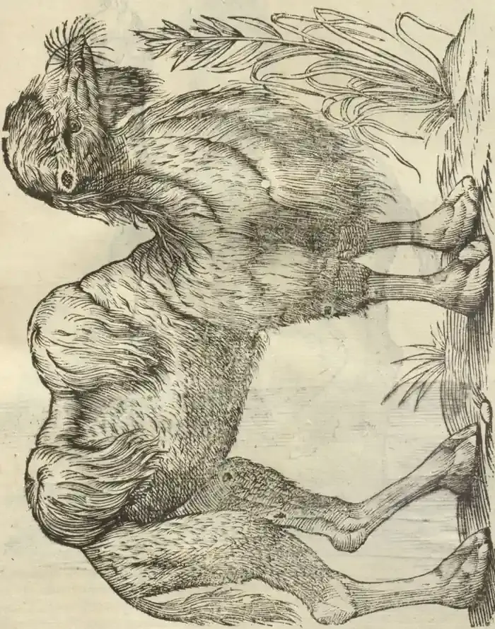 Illustration from page 131
