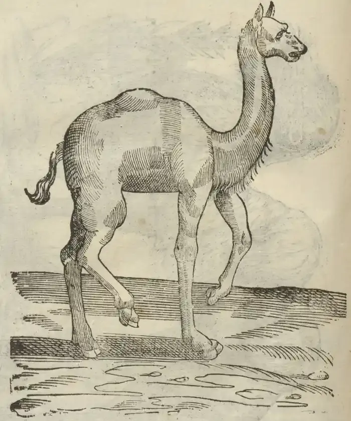 Illustration from page 132
