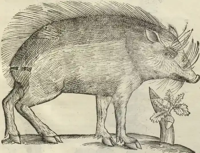 Illustration from page 139