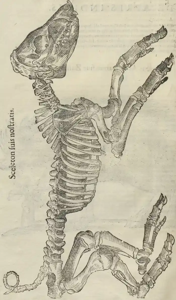 Illustration from page 136