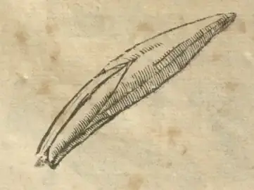 Illustration from page 147