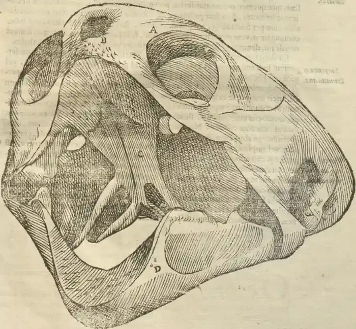 Illustration from page 151