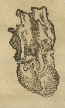 Illustration from page 715