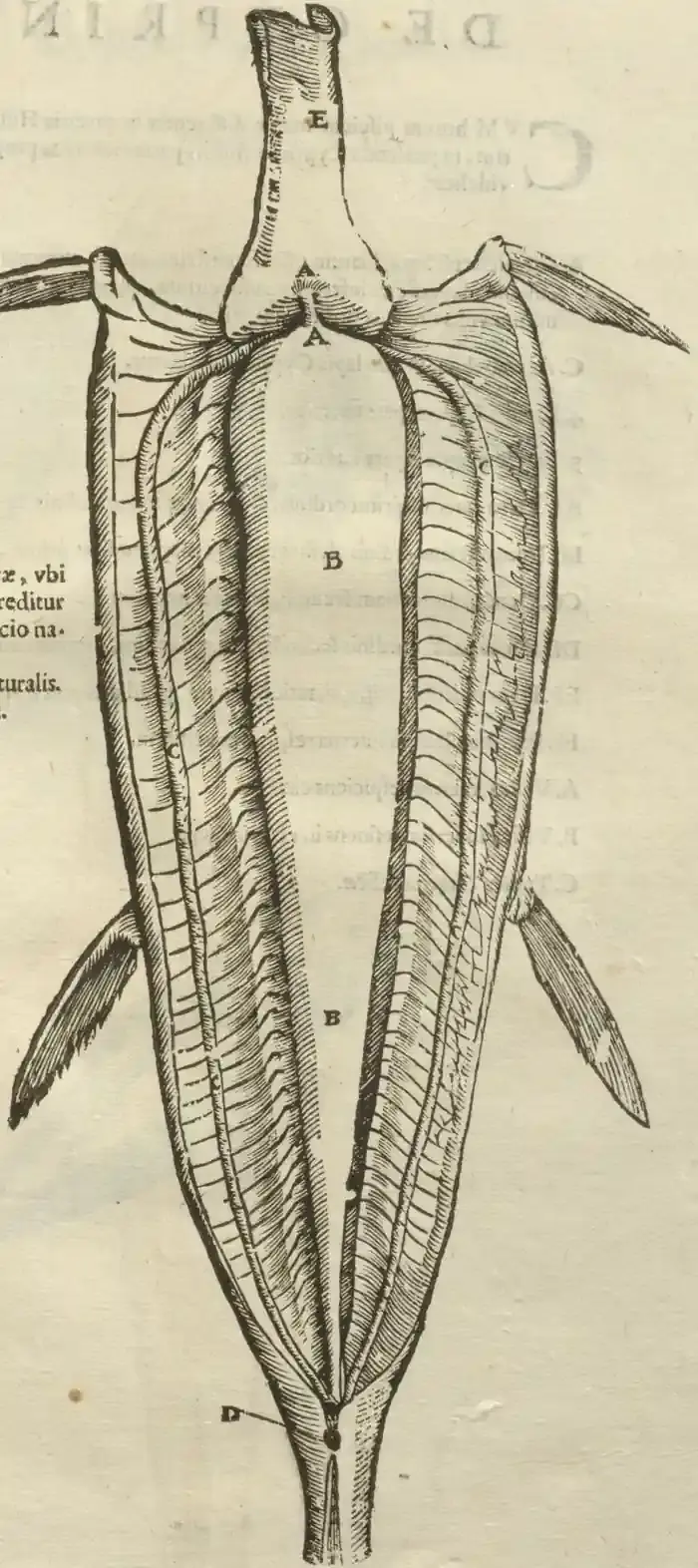 Illustration from page 91