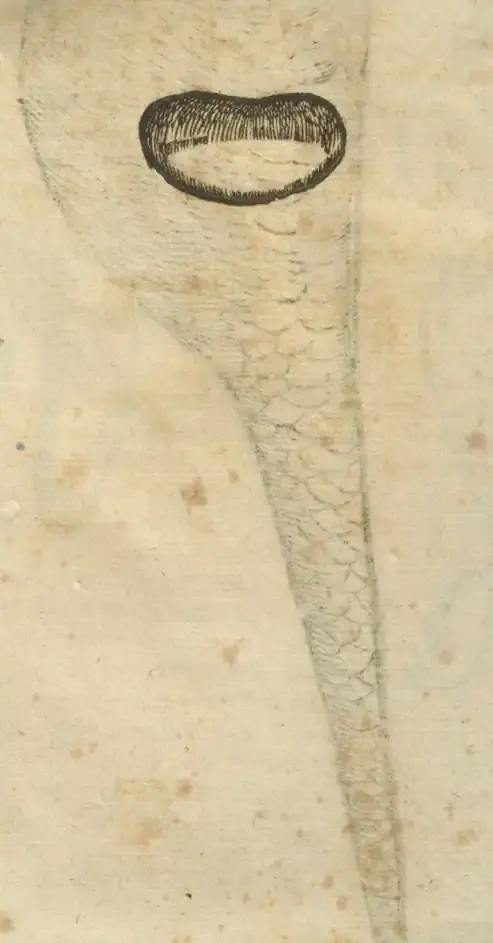 Illustration from page 155